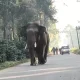 Elephant sakaleshapura