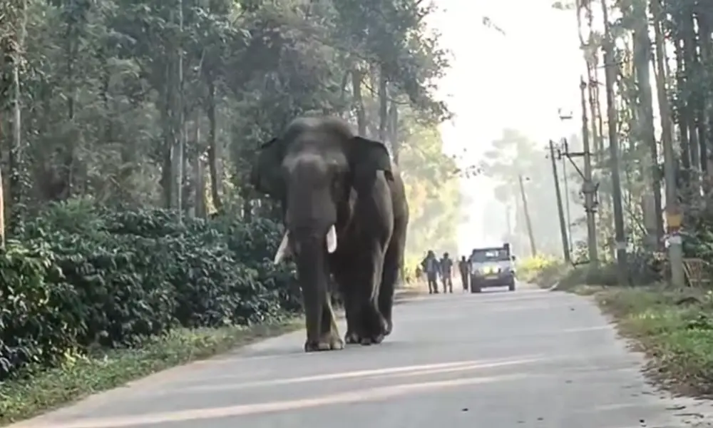 Elephant sakaleshapura
