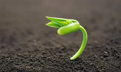 Seeding a plant