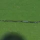 snake in cricket ground