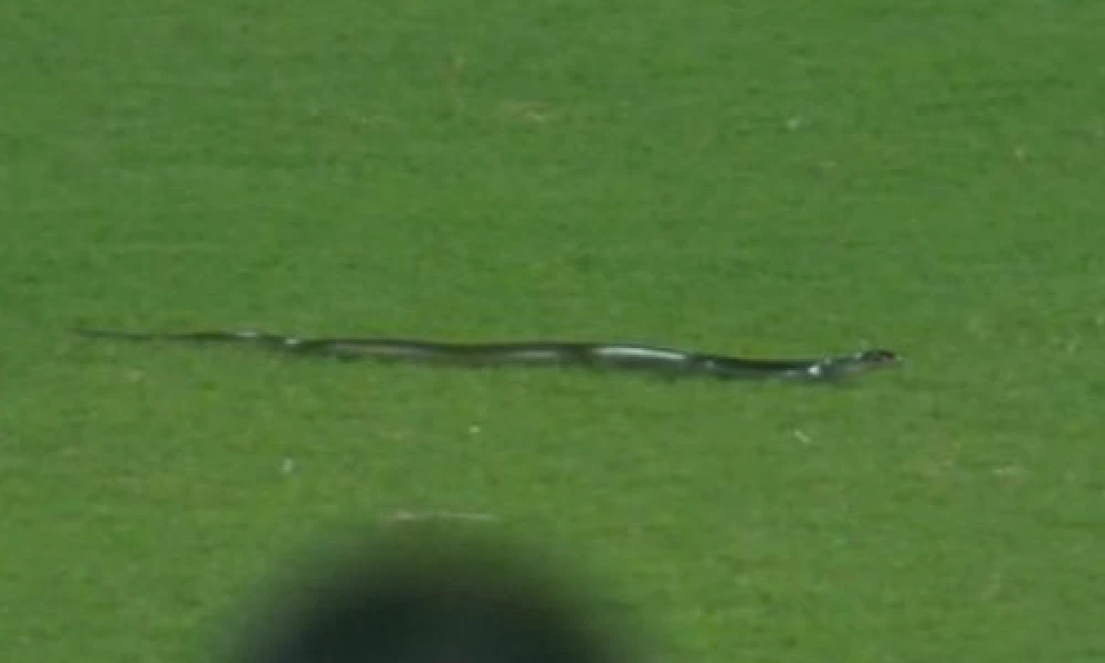snake in cricket ground