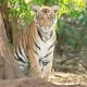 Man killed in tiger attack in Mysuru after boy dies in leopard attack