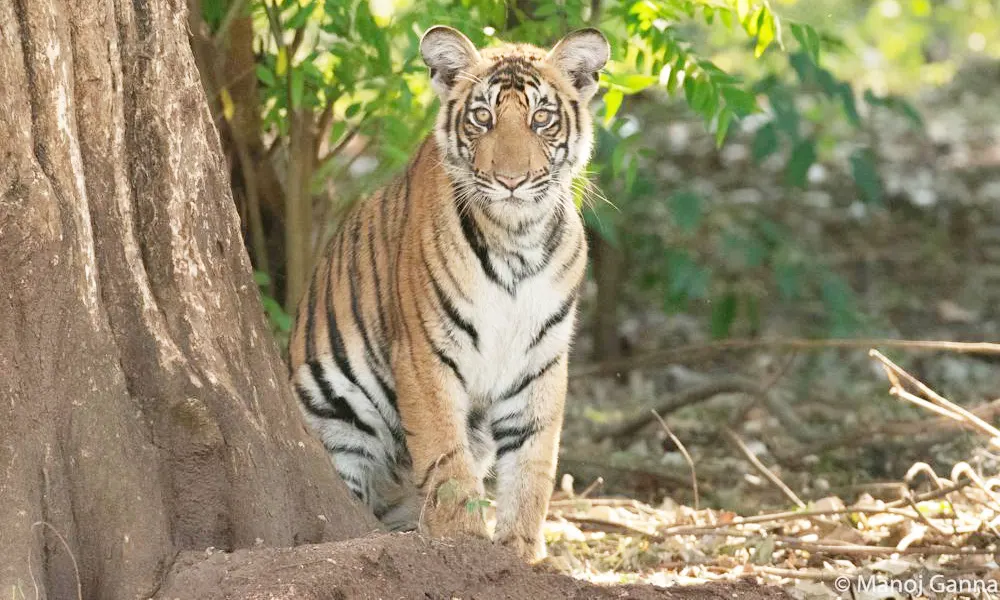 Man killed in tiger attack in Mysuru after boy dies in leopard attack