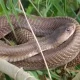 anekal snake