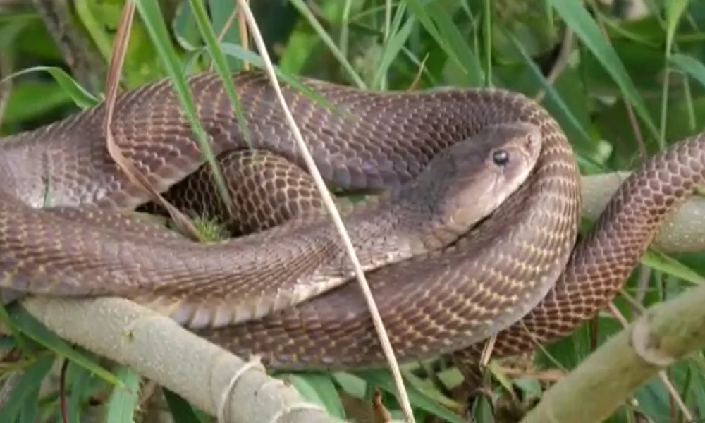 anekal snake