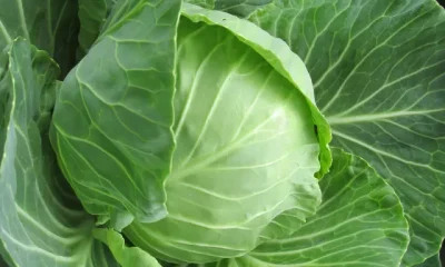 Benefits of Cabbage 5