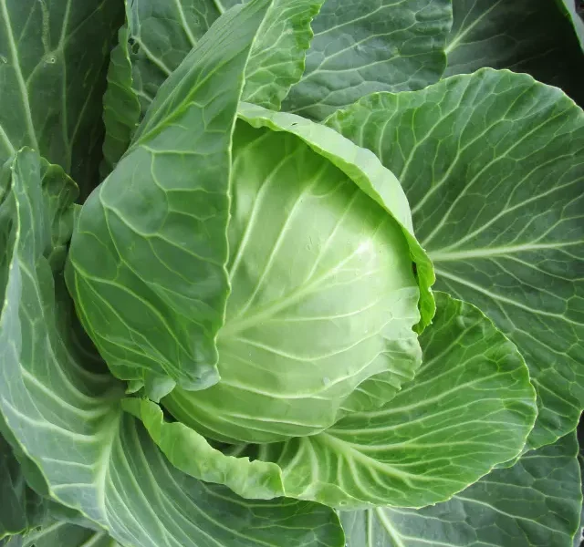 Benefits of Cabbage 5