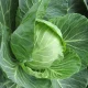 Benefits of Cabbage 5