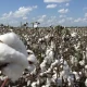 Farmers move away from white gold cotton crop in Bellary