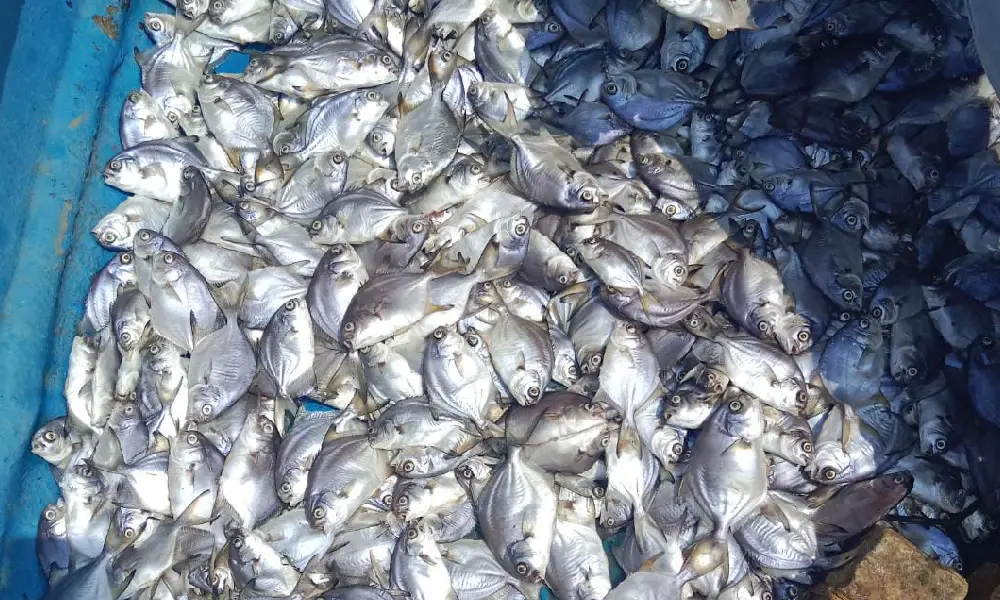 Death of Fish Netravati River Chemical contamination ullala