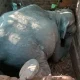 wild elephant death after falling into tank in shanivarasante﻿