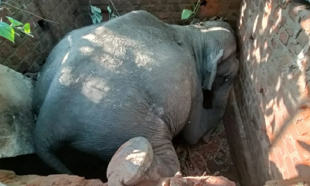 wild elephant death after falling into tank in shanivarasante﻿