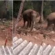 Wild elephant again spotted in Chikmagalur