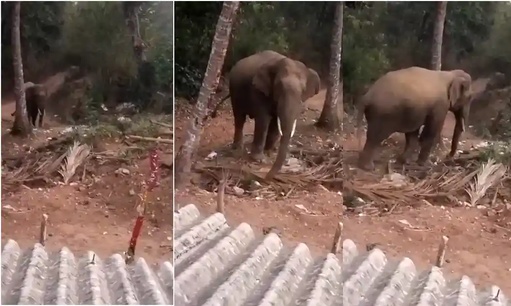Wild elephant again spotted in Chikmagalur