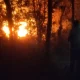 Forest Fire yallapura