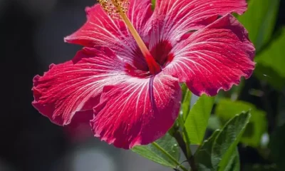 Hibiscus Benefits