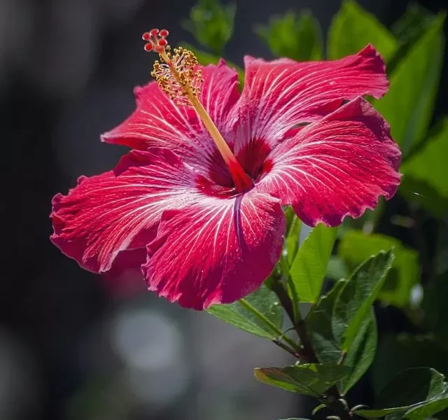 Hibiscus Benefits