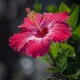 Hibiscus Benefits