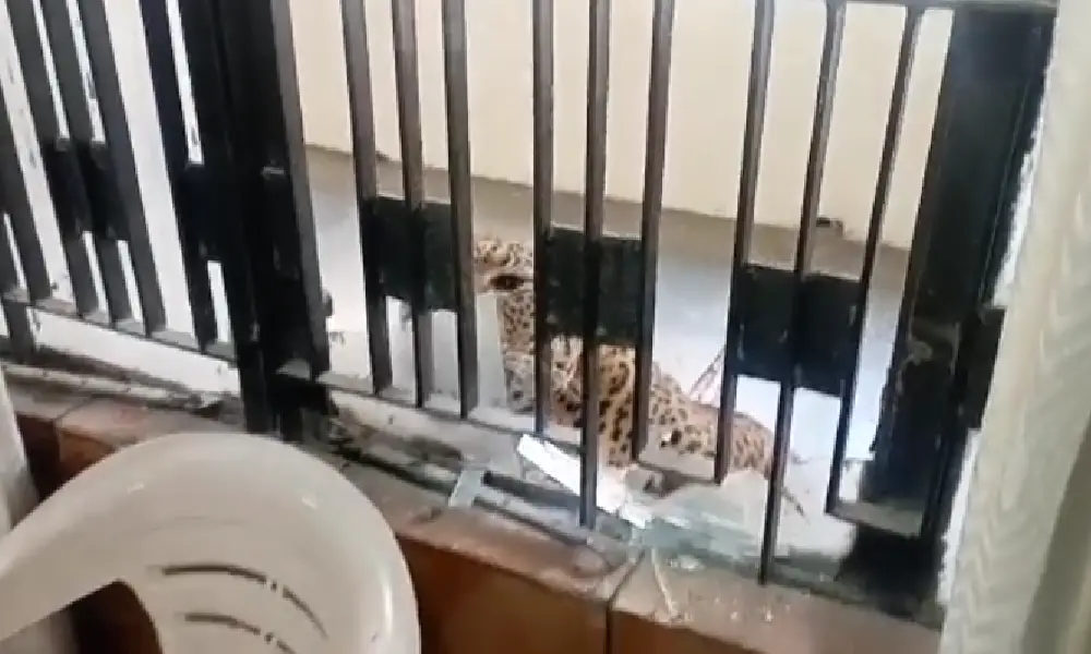 Leopard enters court Ghaziabad Of Uttar Pradesh
