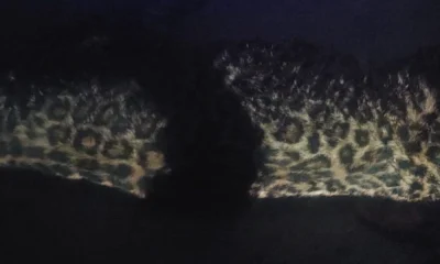 Leopard death