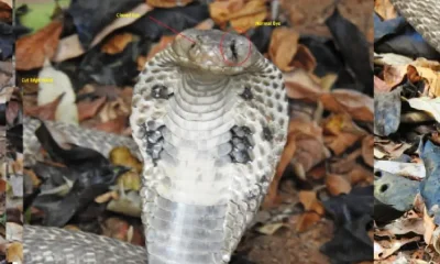 One Eyed Cobra kadra karwar