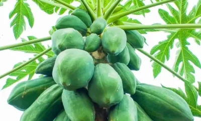 Raw Papaya Benefits