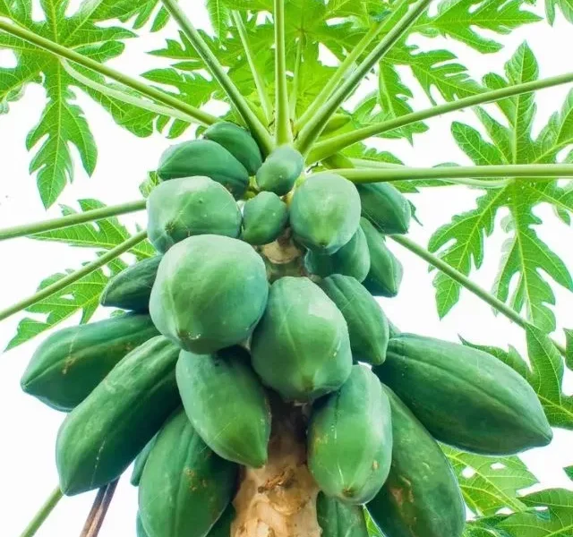 Raw Papaya Benefits