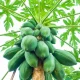 Raw Papaya Benefits