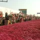 Congress plenary session Rose carpet welcome to Priyanka Gandhi Vadra In Raipur