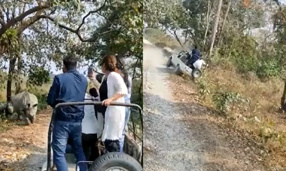 Rhinos Attack Tourist Safari Vehicle In West Bengal