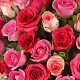 Valentines Day 2023 Rose Colour special