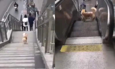 Dog Play on Escalator video Viral
