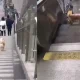 Dog Play on Escalator video Viral
