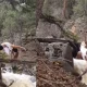 Woman Falls Into River Viral Video