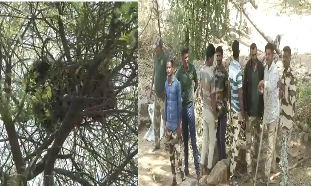 Goats killed in leopard attack in Doddaballapur, Elephant found near Denkanikote 
