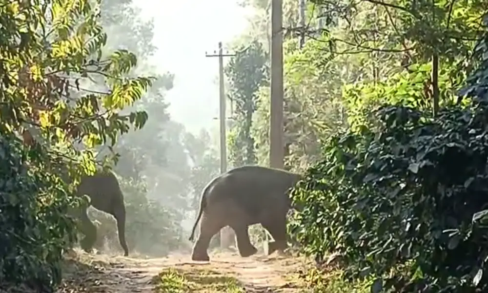 Wild elephant attack in Sakleshpur