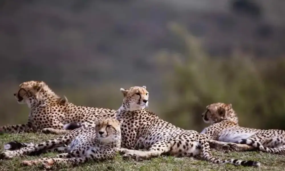 12 South Africa cheetahs Reached Madhya Pradesh Kuno Park