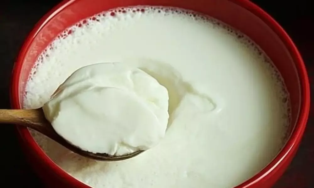 curd in bowl