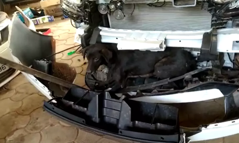 Dog car
