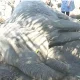 elephant rescue in bandipur