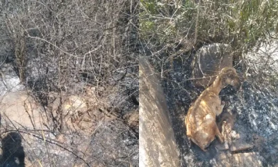 Shepherd burnt alive after fire breaks out in hut