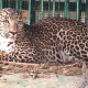 leopard attack in mysore