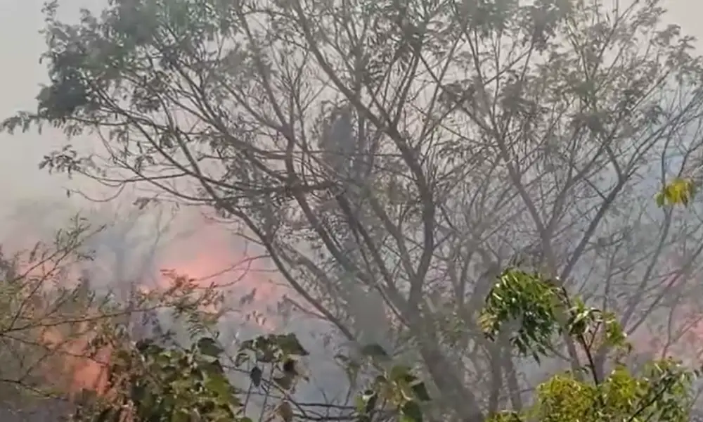 Fire Accident Karighatta forest set on fire due to superstition of having children Small forest creatures struggling