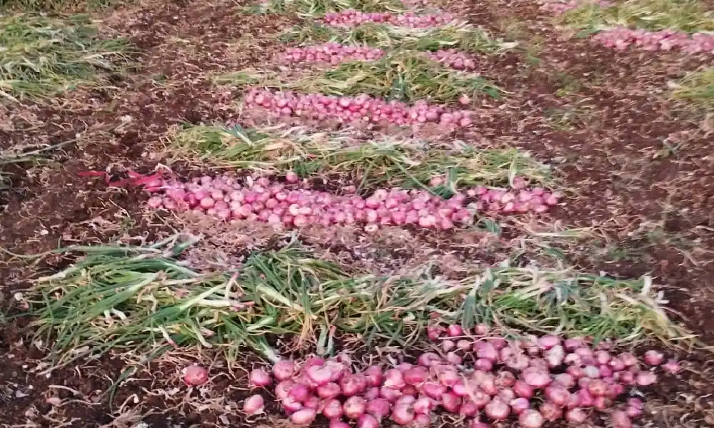Onion prices fall Farmers are worried Demand for scientific pricing