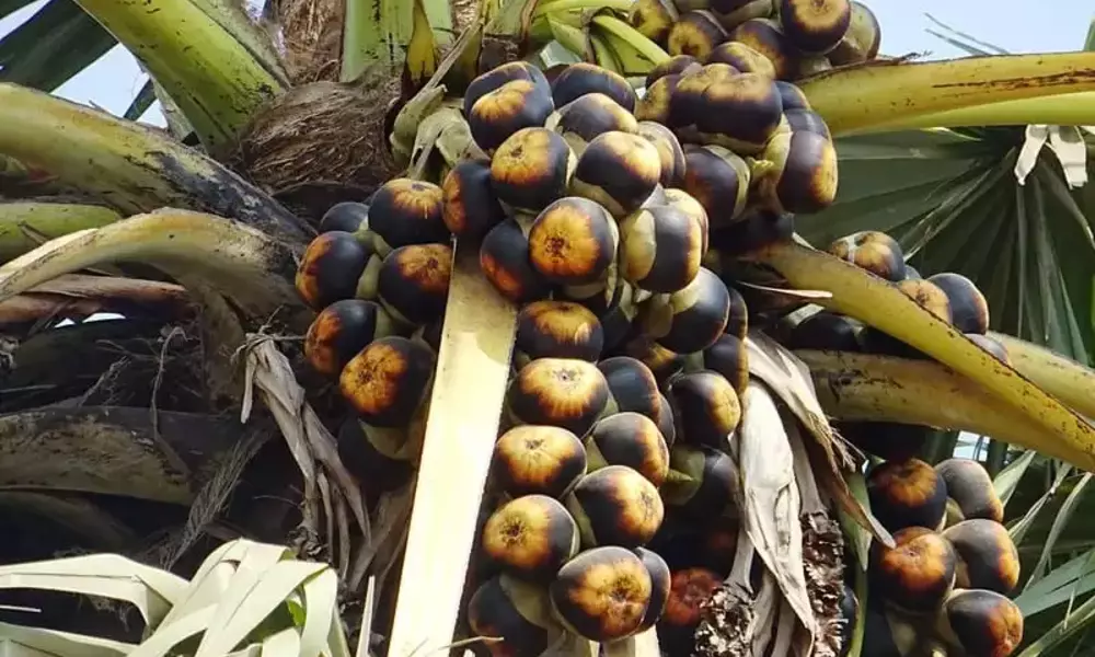 palm fruit