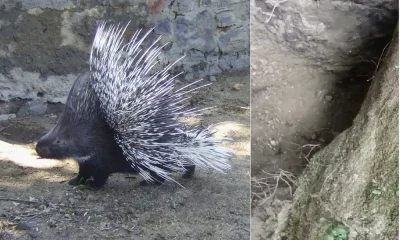 porcupine