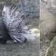 porcupine