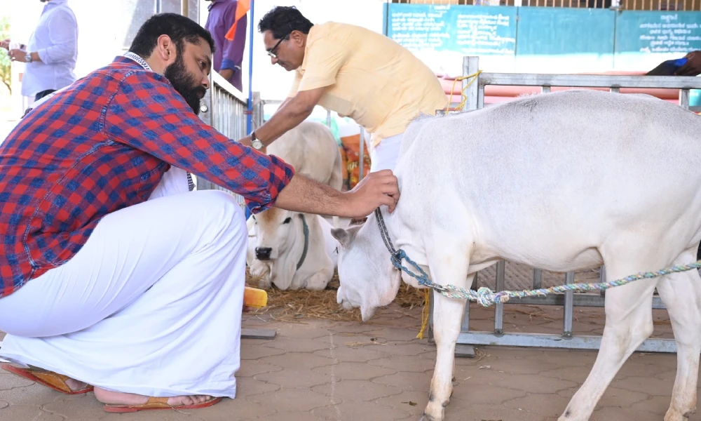 rakshit Shetty cuddles punganur breed of cow at Shivapadi Umamaheswara temple