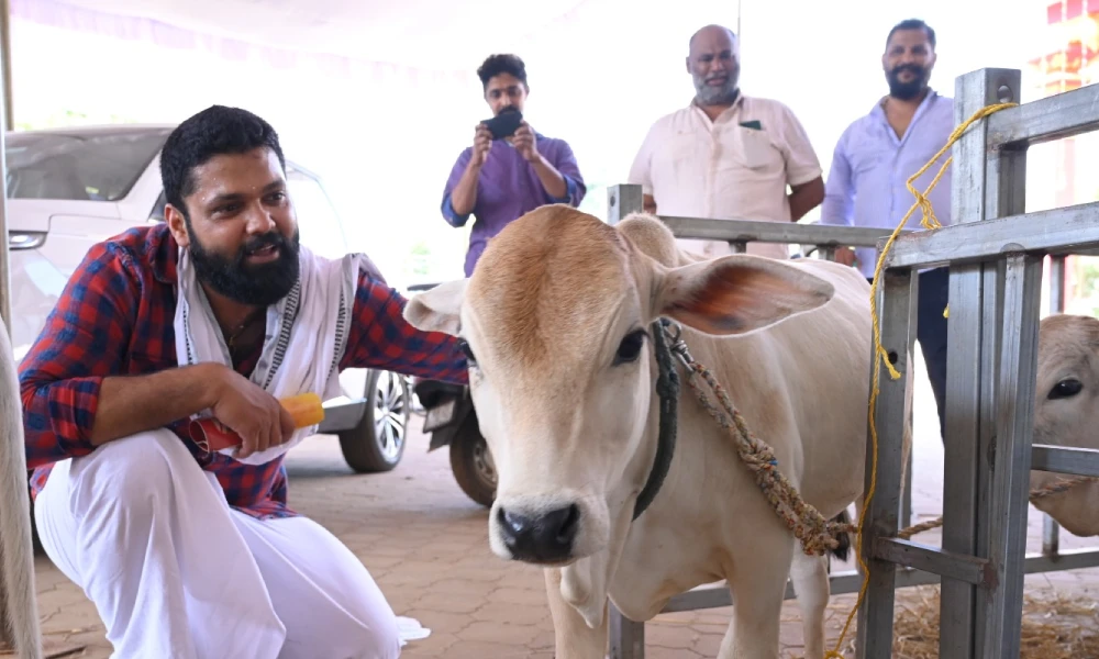rakshit Shetty cuddles punganur breed of cow at Shivapadi Umamaheswara temple
