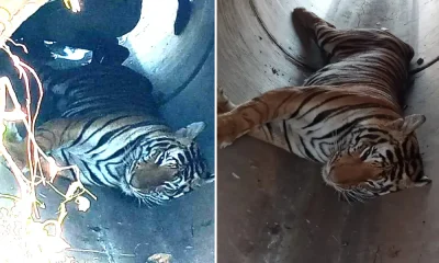 tiger death in tumkur
